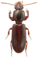 Image of Ground beetle