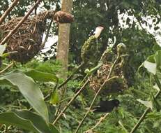 Image of Vieillot's Weaver