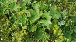 Image of Alchemilla sarmatica Juz.