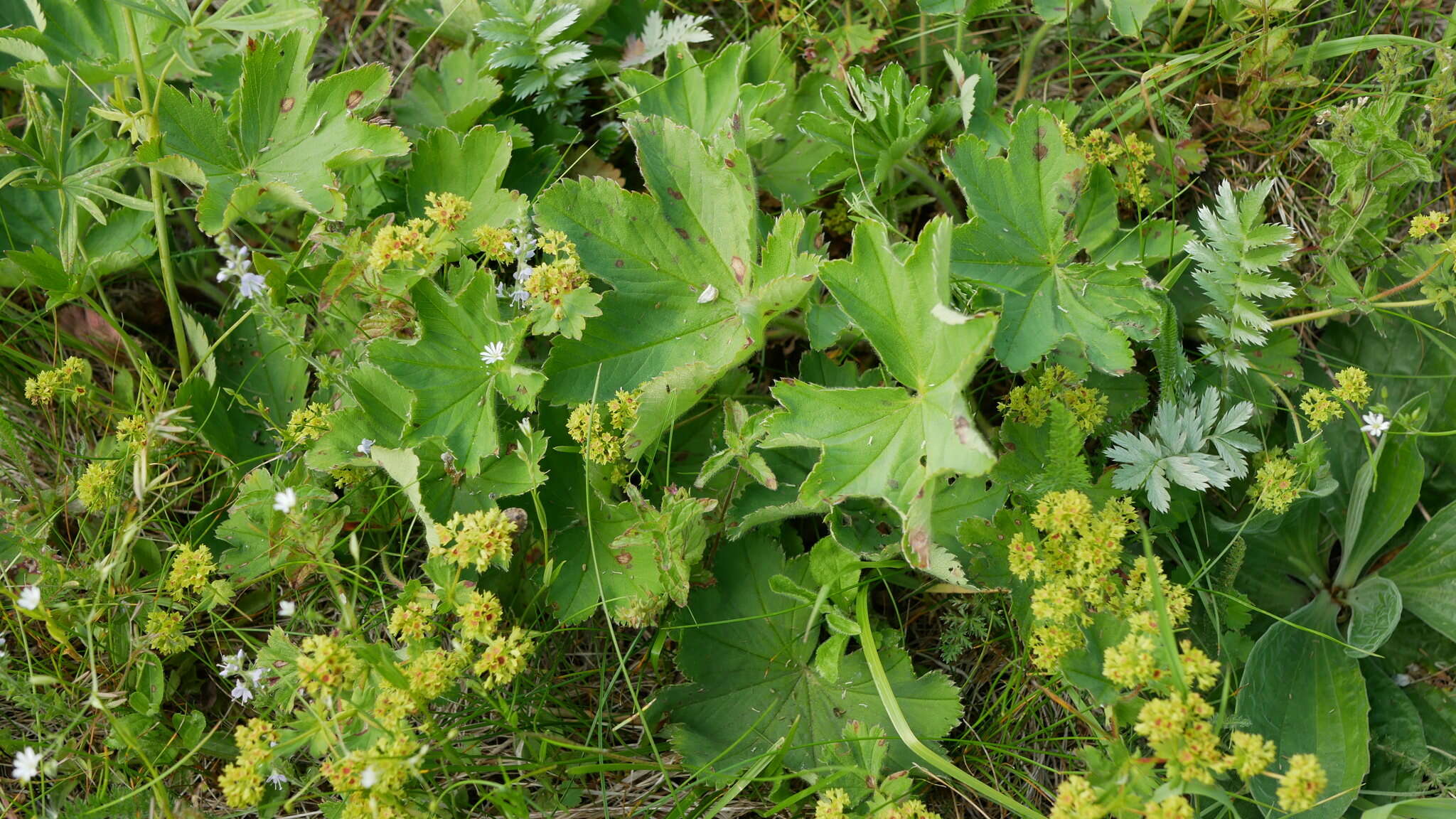 Image of Alchemilla sarmatica Juz.