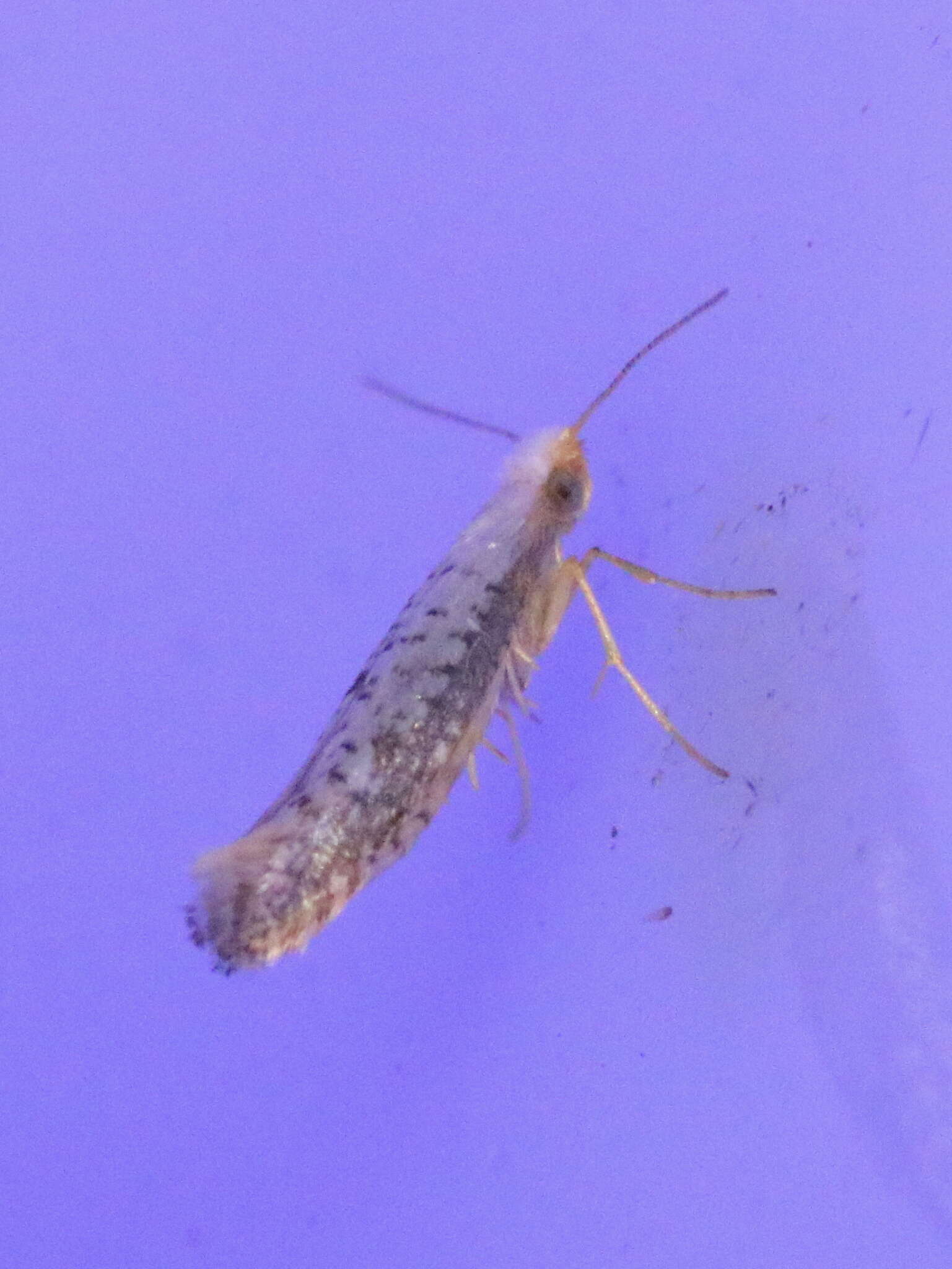 Image of Speckled Argyresthia