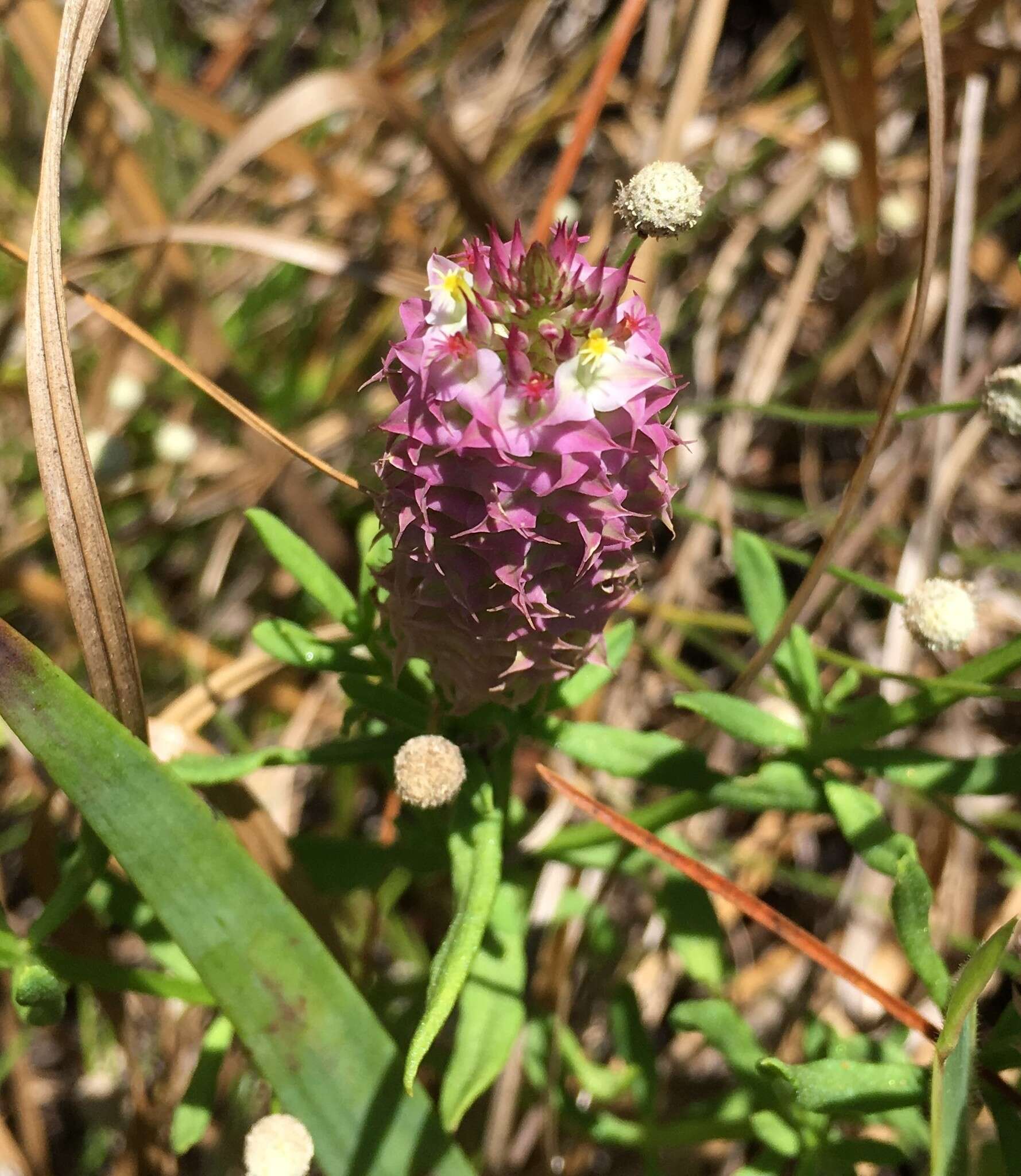 Plancia ëd Polygala cruciata L.