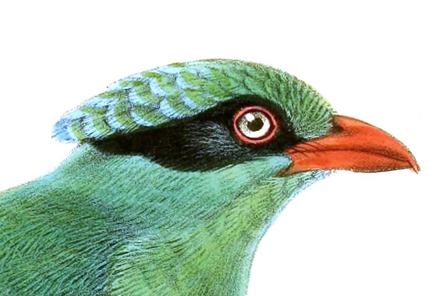 Image of Bornean Green Magpie