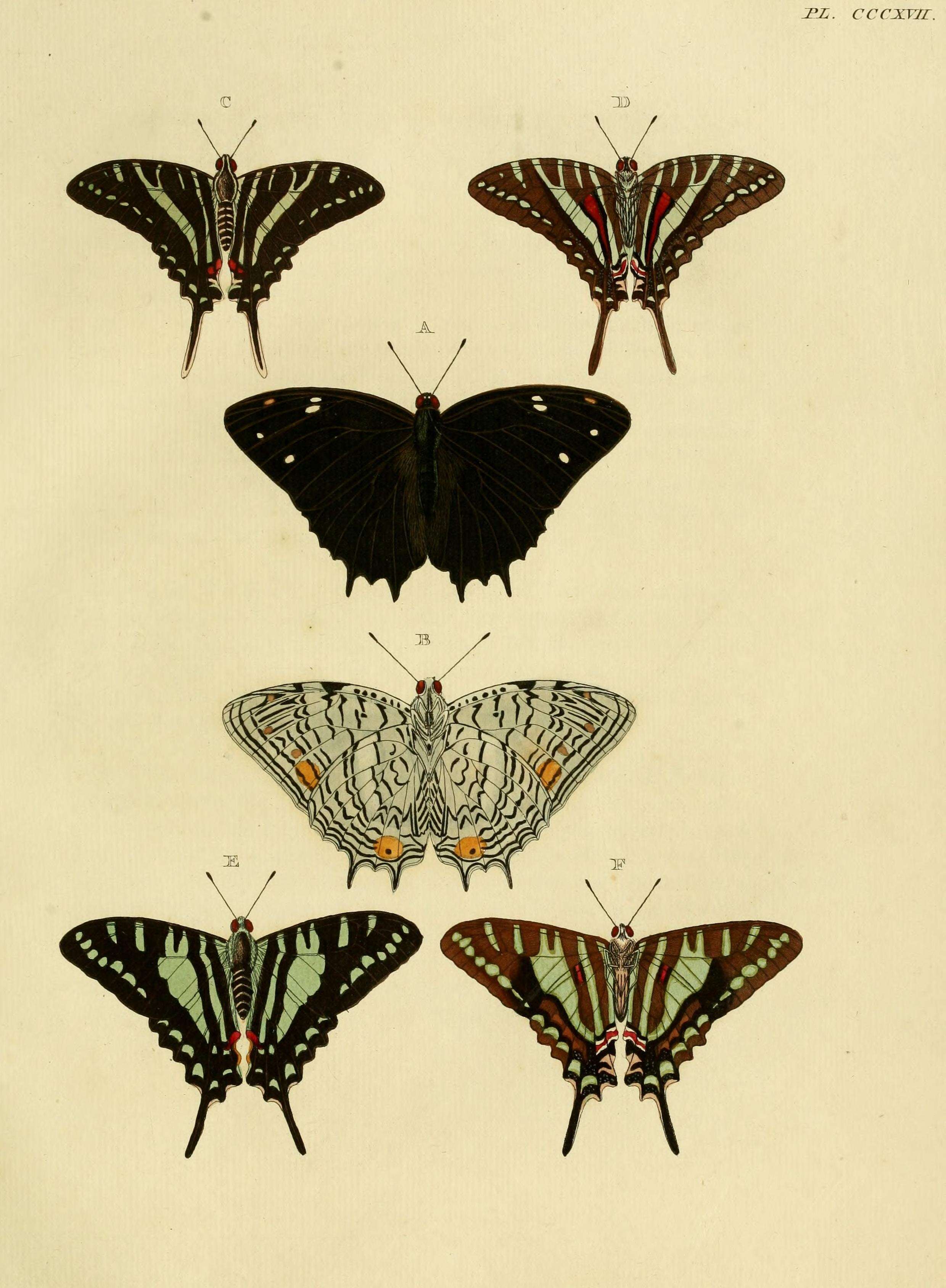 Image of Protographium celadon (Lucas 1852)