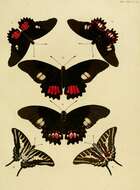 Image de Graphium aristeus (Stoll 1780)