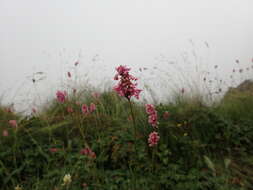 Image of Bistorta officinalis subsp. carnea (C. Koch) Sojak.