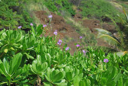 Image of light-blue snakeweed