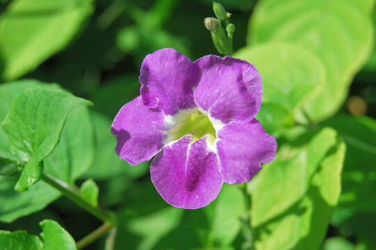 Image of light-blue snakeweed