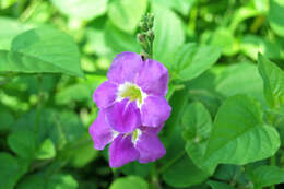 Image of light-blue snakeweed