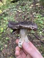 Image of Tricholoma atroviolaceum A. H. Sm. 1944