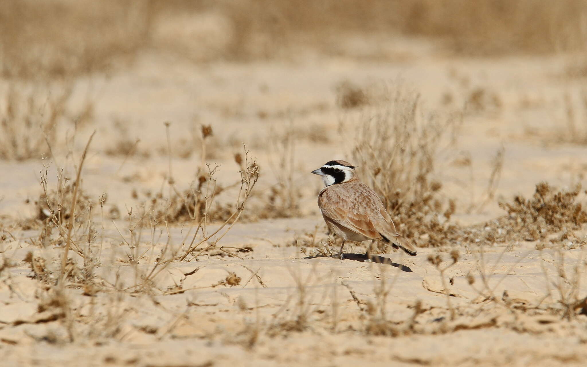 Image of Temminck's Horned Lark