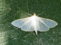 Image of Palpita vitrealis Rossi 1794