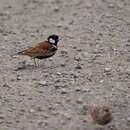 Image of Chestnut-backed Sparrow-Lark