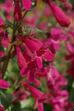 Image of Heller's beardtongue