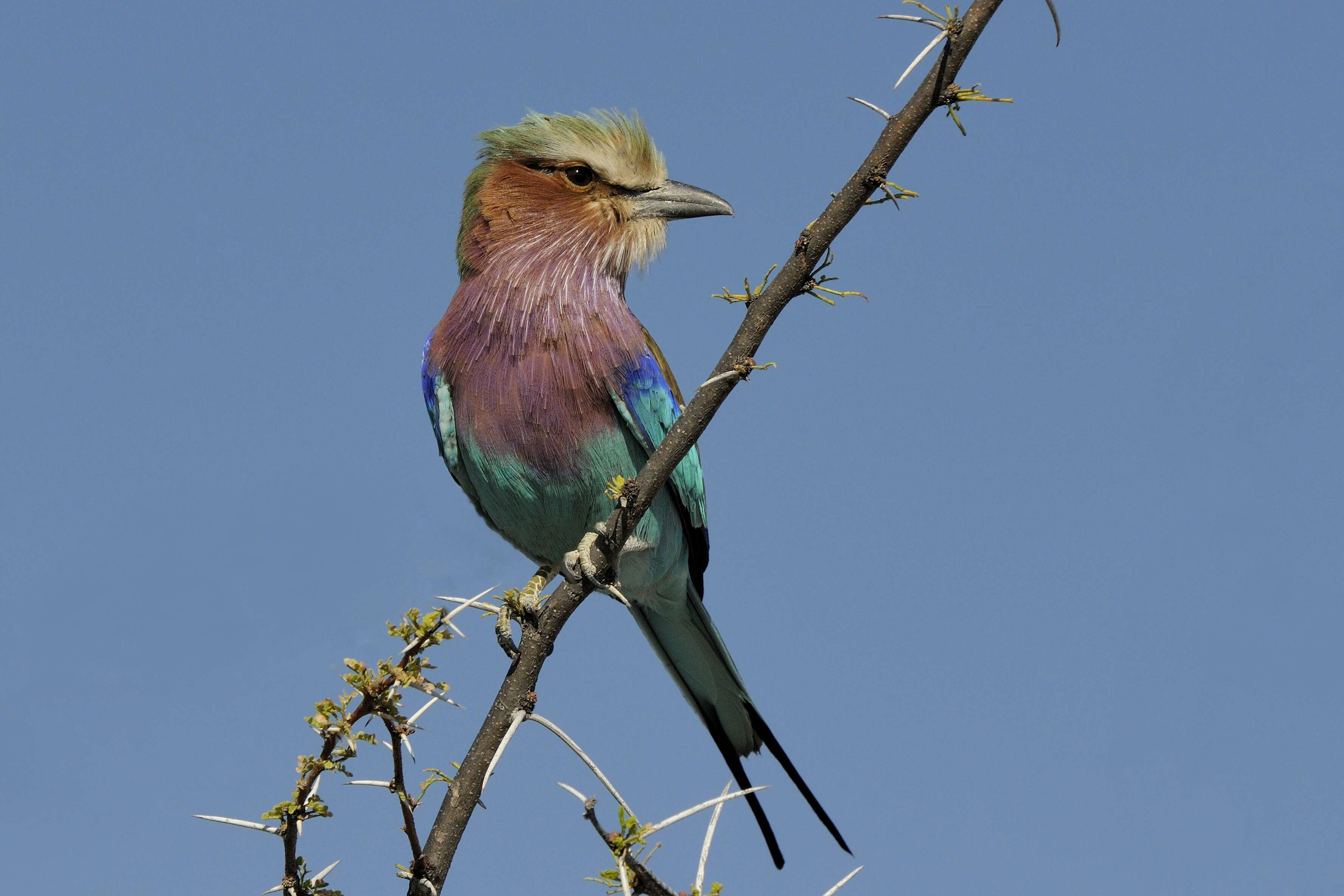 Image of Coracias Linnaeus 1758