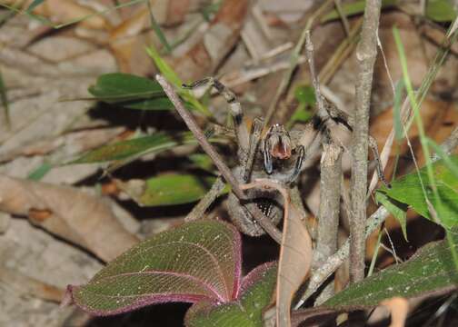 Image of Phoneutria eickstedtae Martins & Bertani 2007