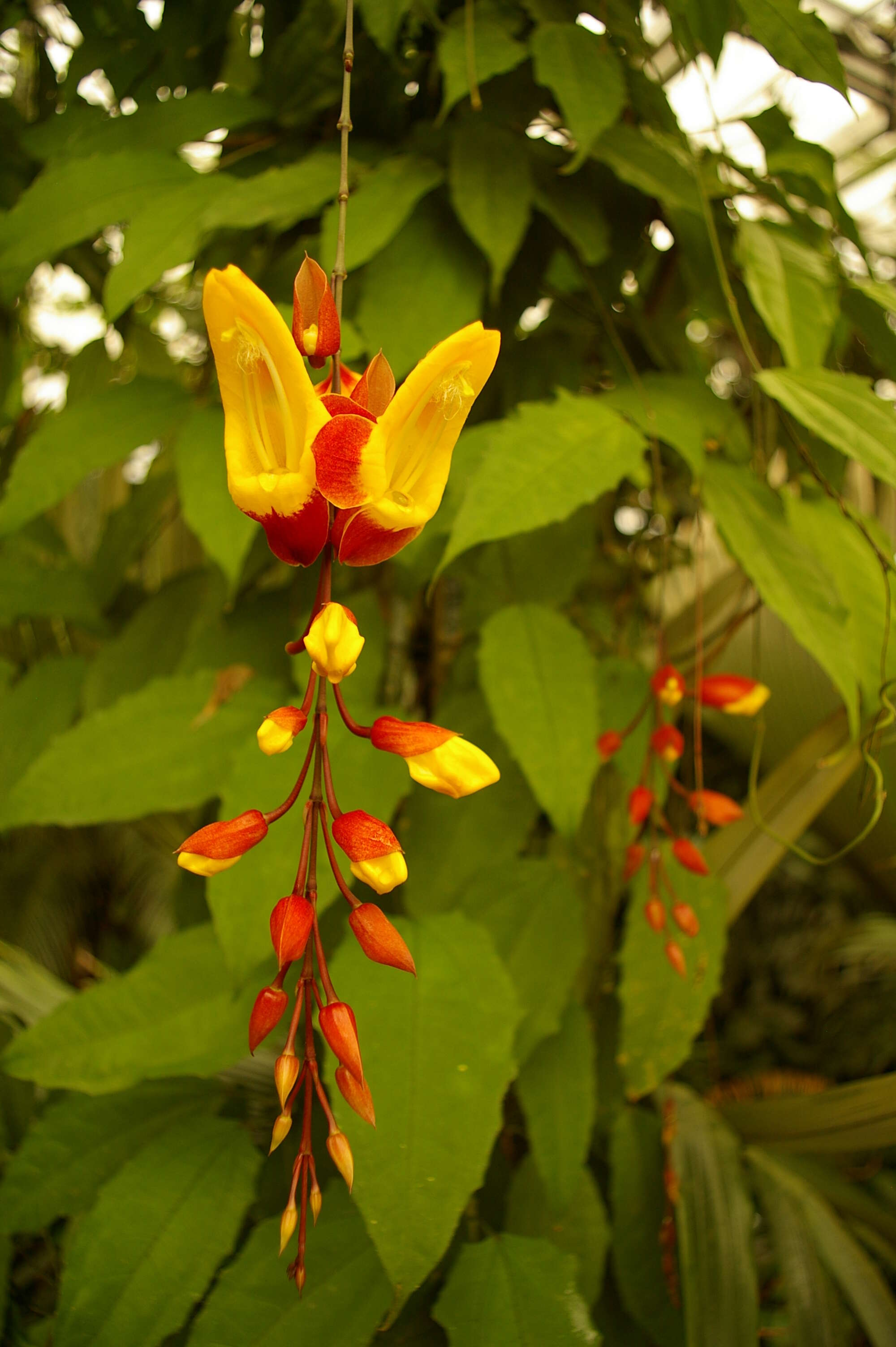 Image of Clock vine