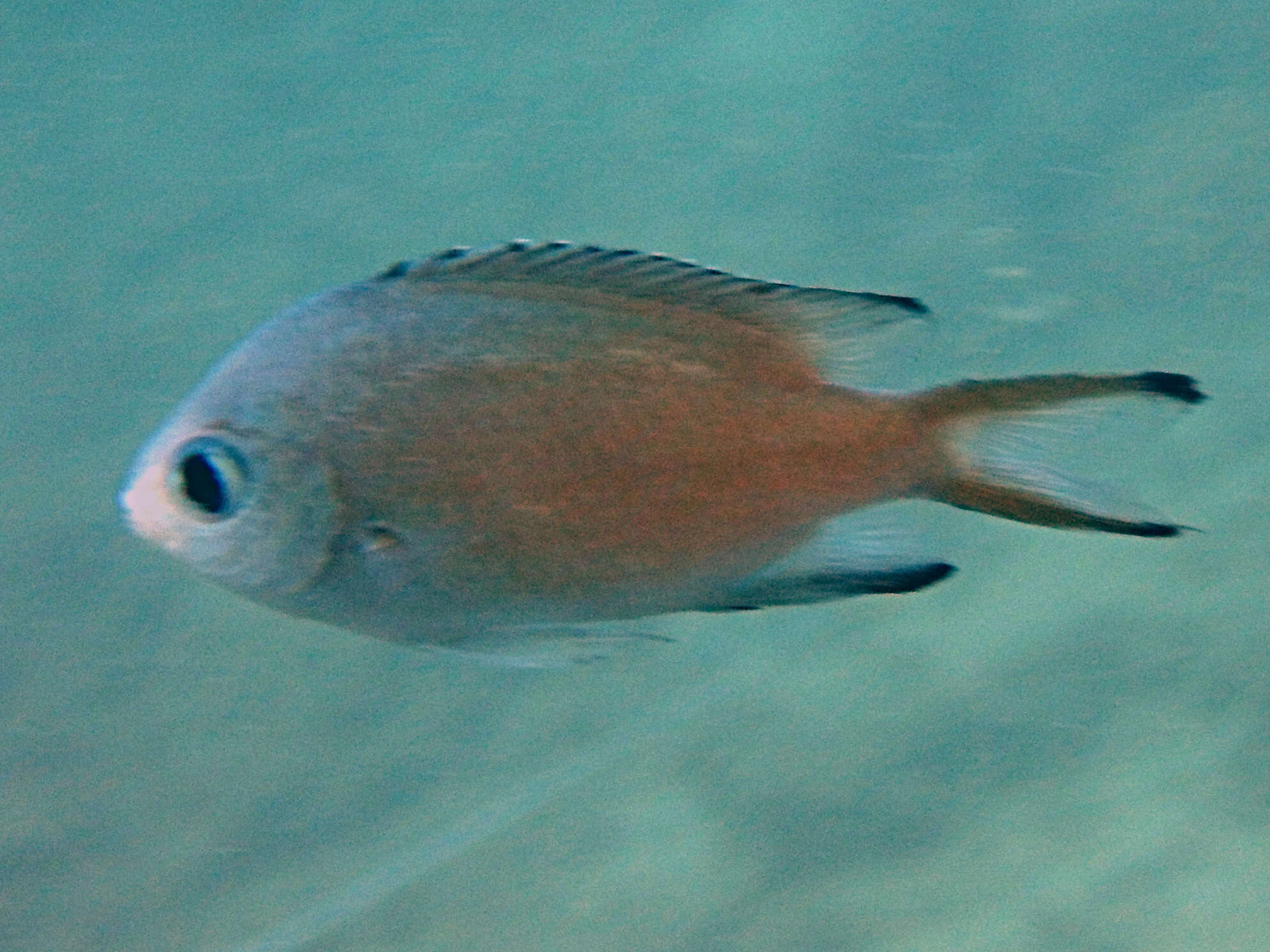 Image of Brown chromis