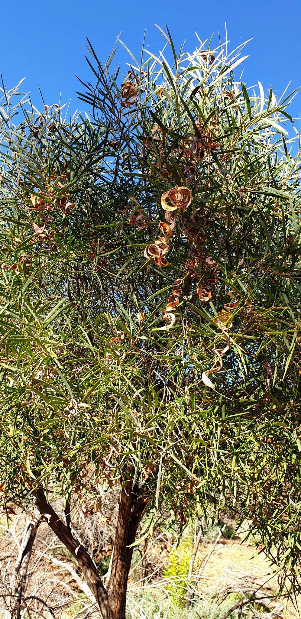 Sivun Acacia oswaldii F. Muell. kuva