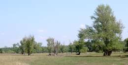 Image of Black Poplar