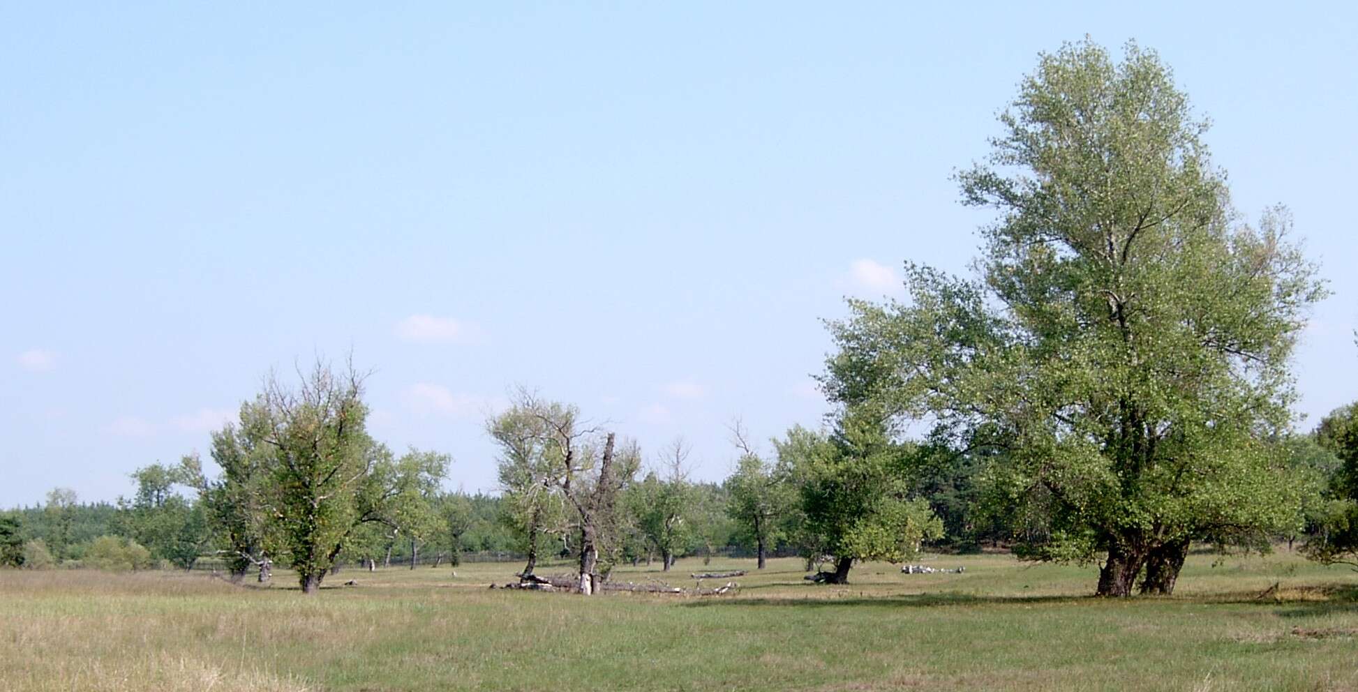 Image of Black Poplar