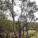 Image of Eucalyptus camphora subsp. humeana L. A. S. Johnson & K. D. Hill