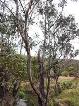 Imagem de Eucalyptus camphora subsp. humeana L. A. S. Johnson & K. D. Hill