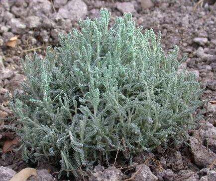 Image of lavender cotton