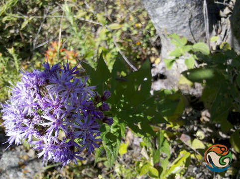 Image of Vernonia karvinskiana DC.