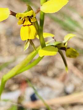 Plancia ëd Diuris praecox D. L. Jones