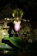 Sivun Paphiopedilum glaucophyllum J. J. Sm. kuva