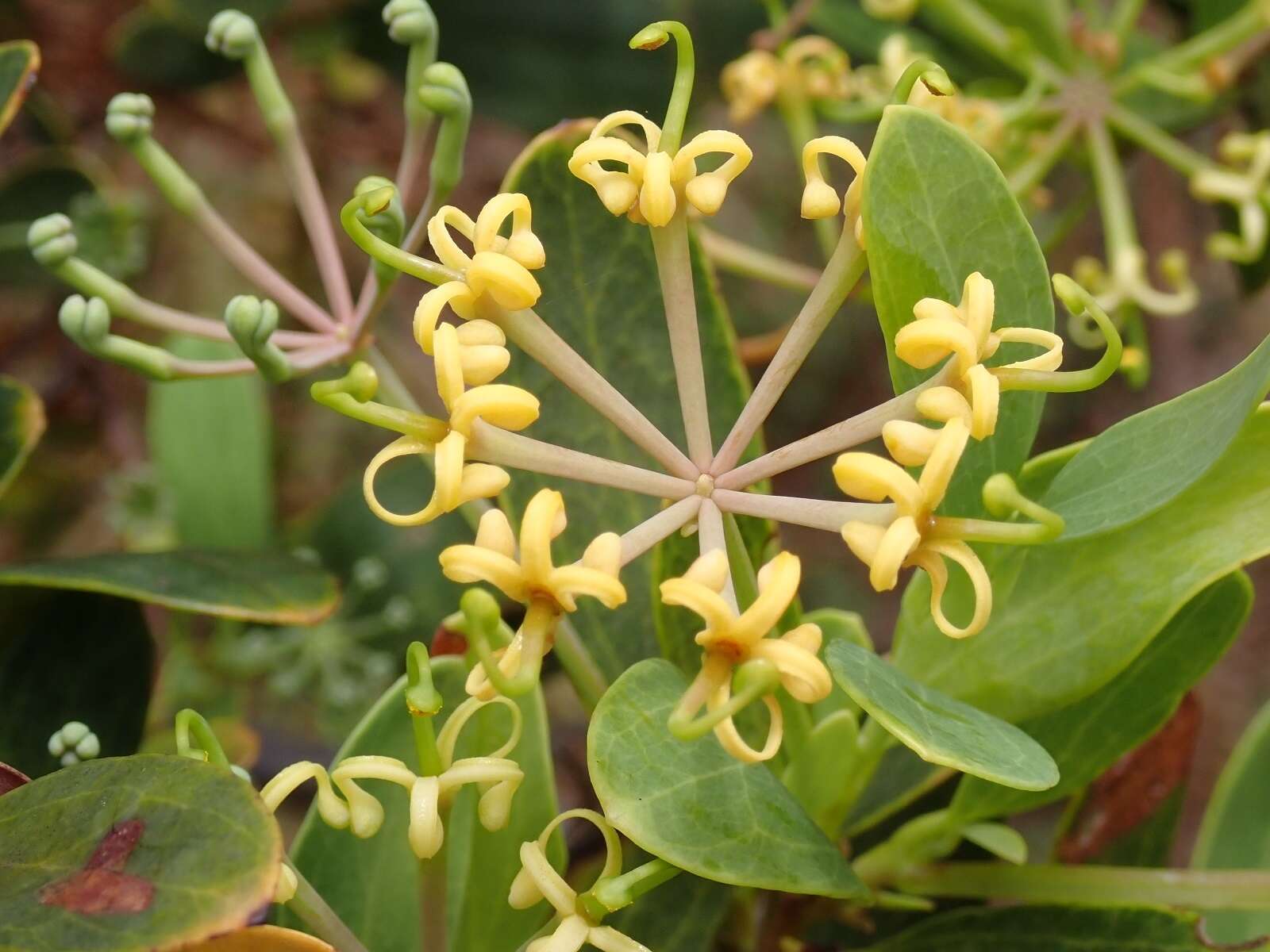 Image of Stenocarpus umbelliferus (J. R. & G. Forst.) Druce