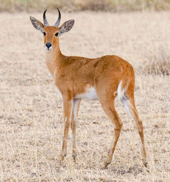 Image of Reedbuck