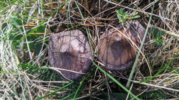 Image of Entoloma porphyrophaeum (Fr.) P. Karst. 1879