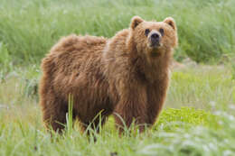 Image of bears