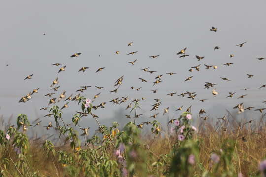 Image of Baya Weaver