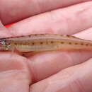 Image of Southern sand darter