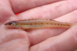 Image of Southern sand darter