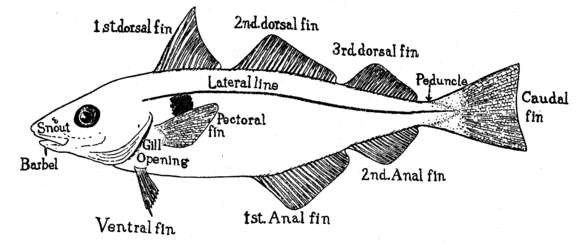 Image de Melanogrammus