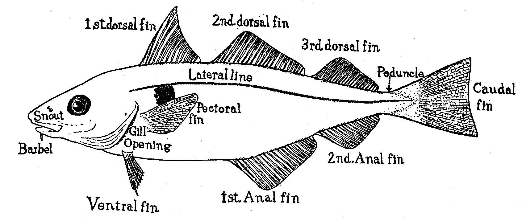 Image of Melanogrammus