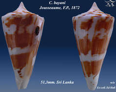 Image of Conus bayani Jousseaume 1872