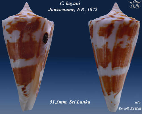 Image of Conus bayani Jousseaume 1872