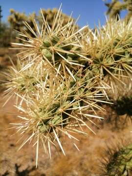 Imagem de Cylindropuntia fulgida var. fulgida