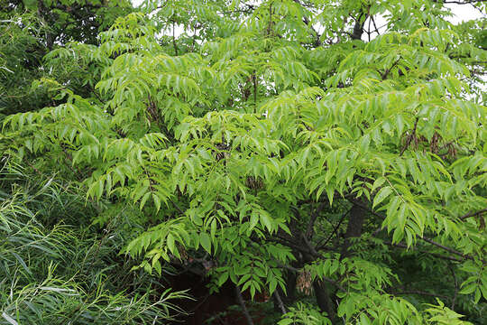 Слика од Fraxinus mandshurica Rupr.