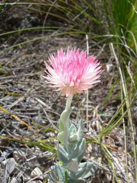 Image of Coronidium newcastlianum (Domin) Paul G. Wilson