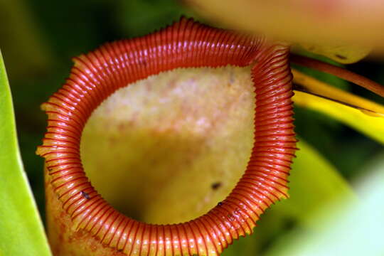 Image of Nepenthes ventricosa Blanco