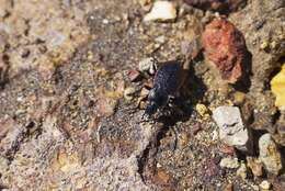 Image of Carabus (Megodontus) vietinghoffii M. Adams 1812