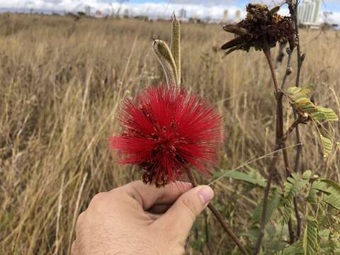 Calliandra dysantha Benth.的圖片