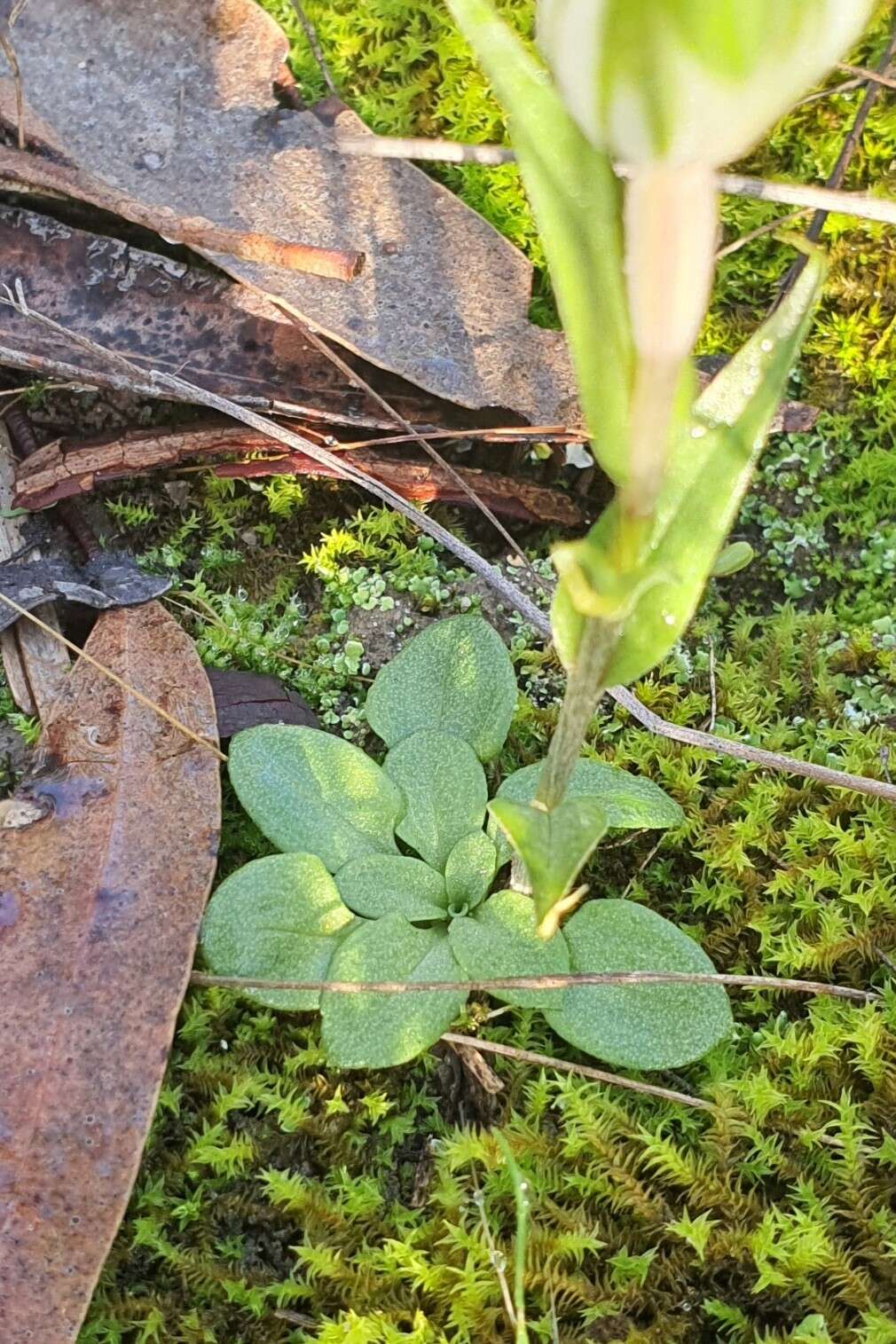 Image of Sharp-leaf greenhood