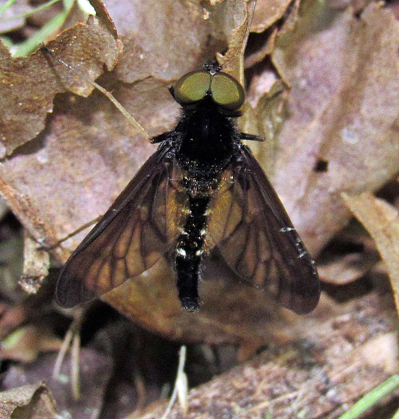 Image of Chrysopilus connexus Johnson 1912